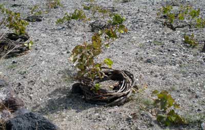 vigna di Santorini